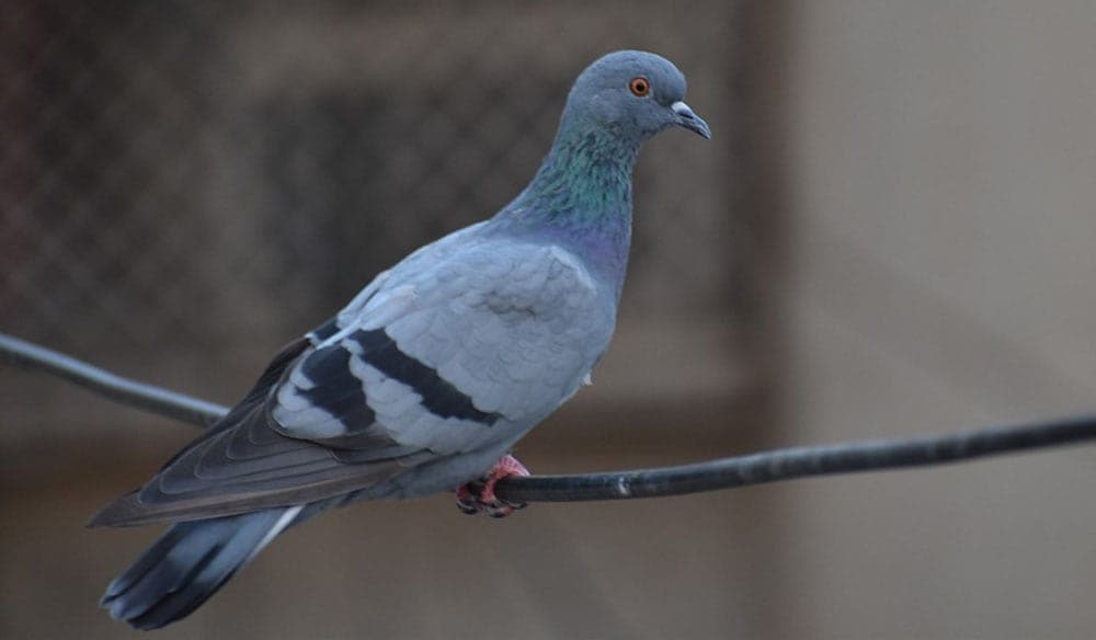 Pigeon : comment s'en débarrasser ? Toutes les solutions anti-pigeon